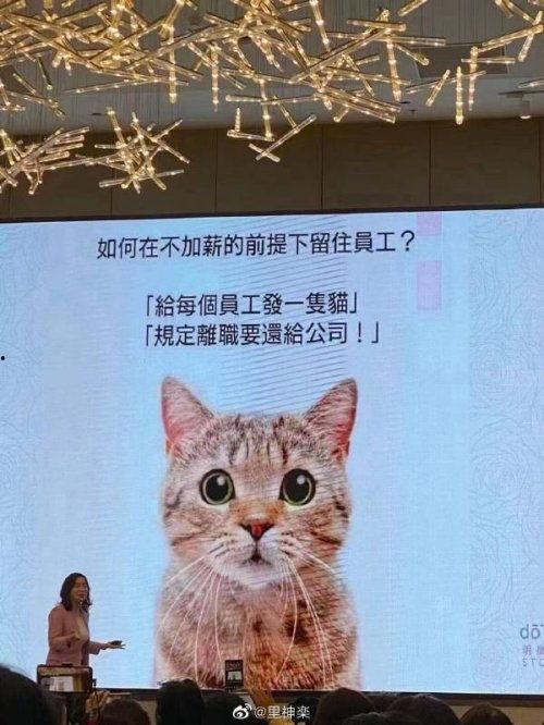 大懒猫娱乐八卦爆料吃瓜,揭秘娱乐圈最新热点，吃瓜群众齐围观