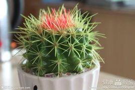 仙人球吃瓜娱乐,仙人球吃瓜娱乐，畅谈游戏圈风云变幻